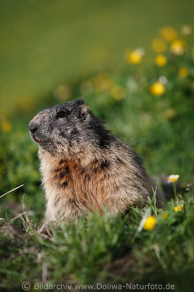 Murmeltier putziger Felltier Kopf Schnauze