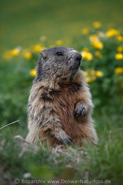 Alpenmurmeltier Pfoten Krallen ssses Tier