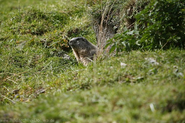 Murmeltier Naturfoto am Wiesenbau Marmota niedliches Nager Wildlife Photo