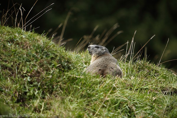 Murmeltier Naturfoto Marmota Alpentier Nager Portrt in Wiesengras niedliches Bergtier