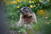 Murmeltier Foto aus Versteck Marmota Naturporträt Alpennagetier im dichtes Fell auf Wiese