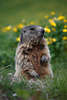 Alpenmurmeltier süsses Naturporträt Tierfoto in Blumen, Marmota Pfoten, Krallen aufmerksam stehend auf Bergwiese