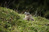 Murmeltier Naturfoto Marmota Alpentier Nager Portrt in Wiesengras niedliches Bergtier