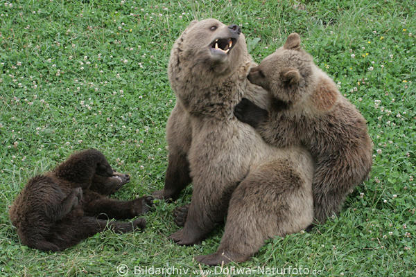 Brchen toben mit Brenmutter Ringspiele auf Wiese