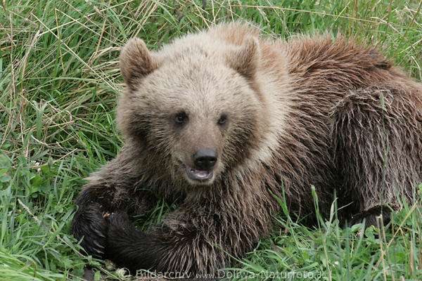 Br Braunbr nass in Gras Ursus arctos