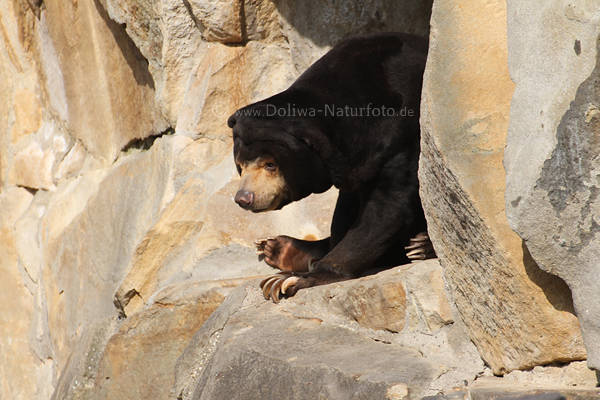 Malaienbr Sun bear image Ours malais Helarctos Mayalanus