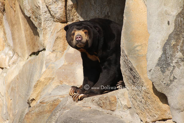 Malaienbr Helarctos Mayalanus Sun bear images Ours malais