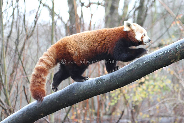 Panda klettern auf Baum schrg hochgehen mit Krallen festhalten