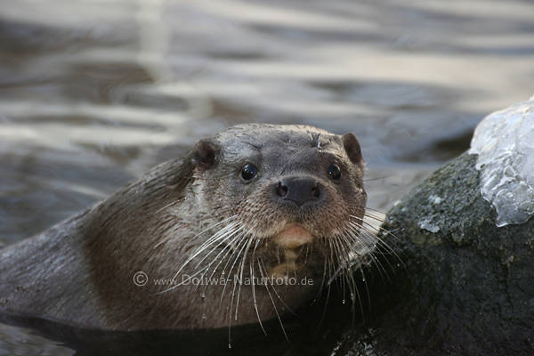 Fischotter Lutra lutra im Wasser Marder Schnauze Winter Tierportrt