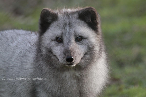 Polarfuchs Arktischer Fuchs Vulpes lagopus Graufell hbsche Schnauze