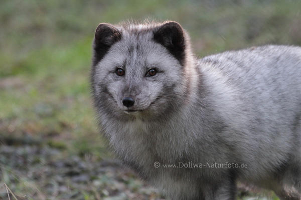 Schneefuchs Portrait im Graufell Fuchs der Arktis hbsche Schnauze Pelz des Weissfuchs