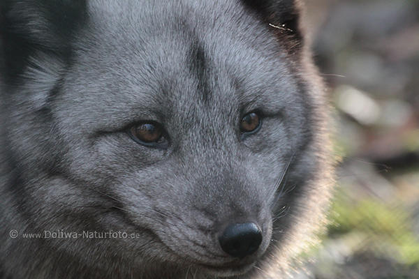 Weissfuchs Fresse Foto Beutegreifer Maul Schnauze Graufell Augen Schwarznase Portraitbild