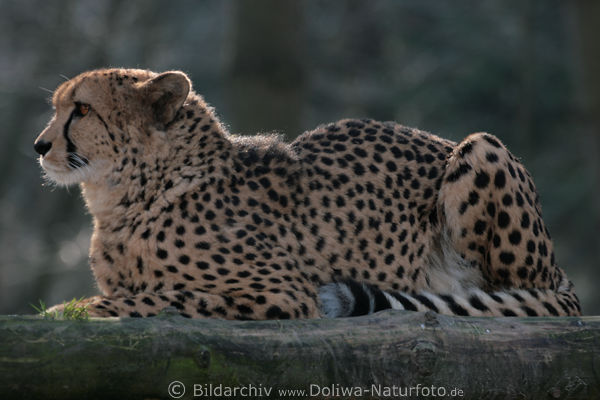 Gepard seitliches Portrait liegend Acinonyx jubatus schwarzgepunktete schnelle Grosskatze