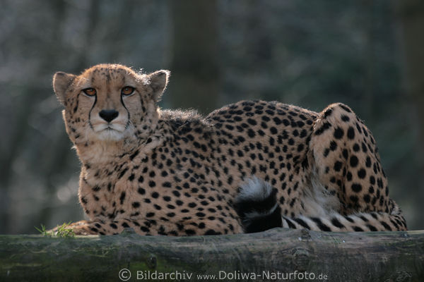 Gepard Acinonyx jubatus liegend