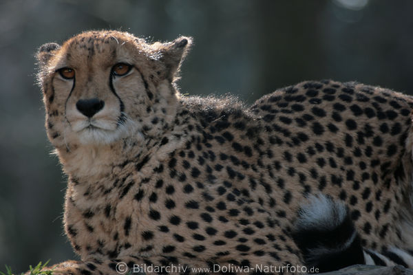 Gepard schwarzgepunktete Grosskatze