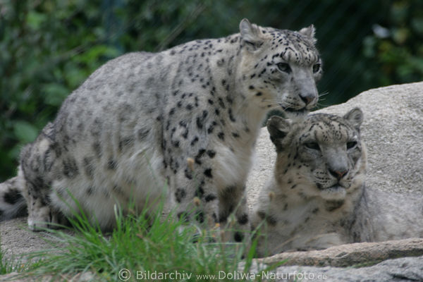 Schneeleoparden-Paar Irbis Panthera