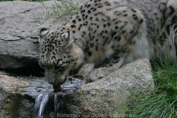 Schneeleopard zwischen Felsen Wasser trinken