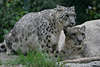 Schneeleoparden Paar, Leoparden Foto, Irbis Panthera uncia Snow leopard pair an Felsen