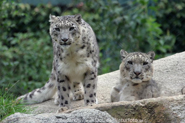 Schneeleoparden Portraitfoto Irbis Panthera uncia grosse Raubkatze Wildtier