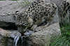 Schneeleopard zwischen Felsen Wasser trinken, Irbis Leopard Panthera uncia in Leopardenfoto