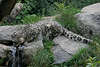 Schneeleopard Durst lschen an Trnke in Felsen Tierfoto geflecktes Fell perfekte Tarnung