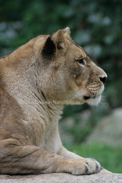 Lwin Profil Lwendame Raubtier Leo, lew, lion