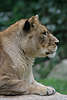 Lwin Profil Lwendame Raubtier Leo, lew, lion