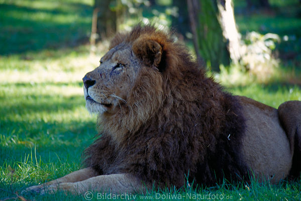 Lwe mnnliche Grosskatze mit Mhne im Gras liegend