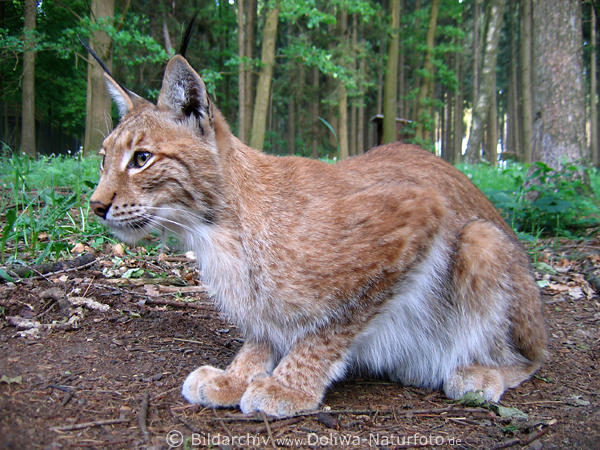 Luchs Grokatze Portrt Raubtier geduckt am Boden