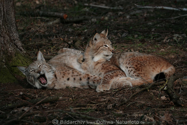 Luchse-Paar ghnende Katzenpaar verschlafen kuscheln im Wald