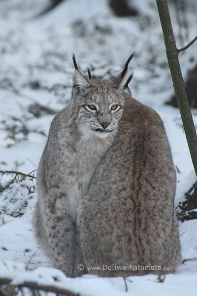 Luchse Kuschelpaar Winterportrt in Schnee niedliche Grosskatzen Raubtiere mit Ohrpinseln