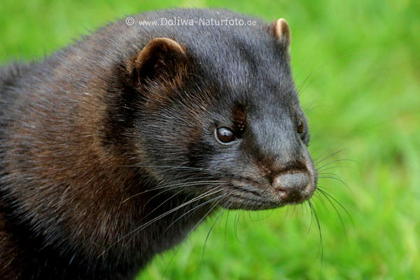 Mink ssser Marder Nerz-Kopf Schnauze Schnurrbart dunkles Fell Wildtier