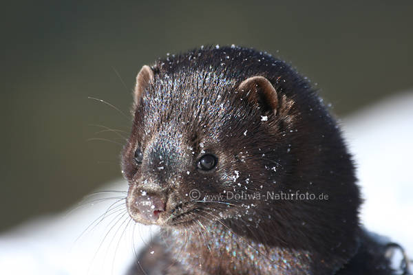 Amerikanischer Mink Felltier Schnauze Nerz Kopf Augenblick Naturportrt