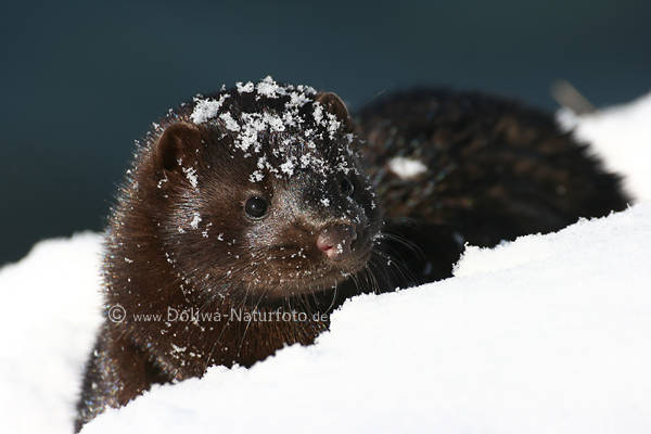 Mink in Schnee ssse Schnauze Winterfoto Wildtier Nerz-art Marder 