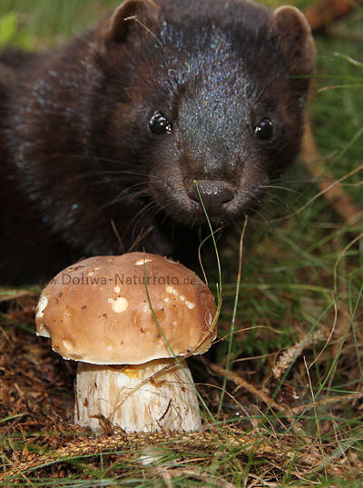 Mink Schnffelnase am Steinpilz wittern