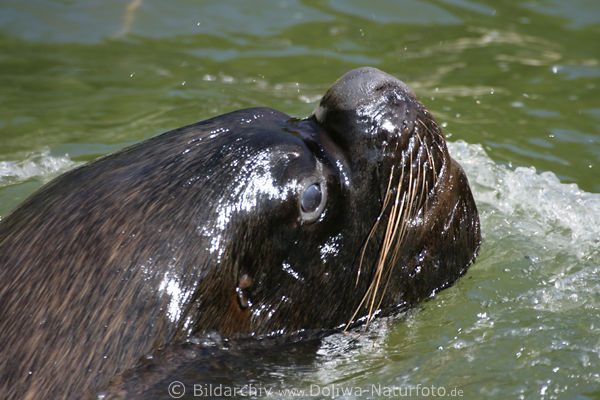 Robbe Kopf Mhnenrobbe Otaria byronia in Wasser schwimmen