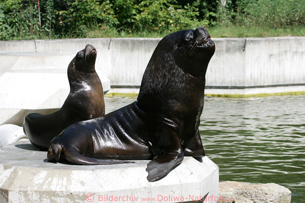 Robben Paar Mhnenrobben Otaria byronia Flossentiere Mhnenrobbenbulle mit Weibchen