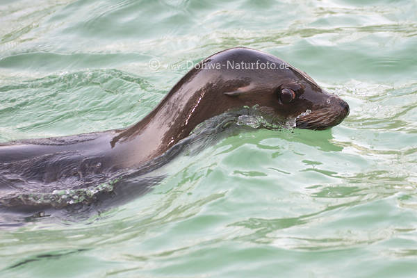 Seelwe schwimmendes Weibchen Kalifornischer Zalophus californianus Ohrenrobbe
