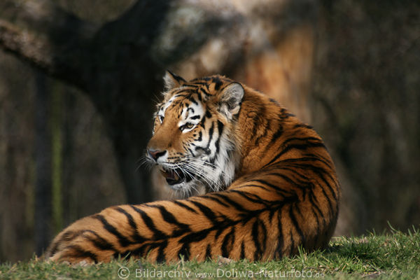 Sibirischer Tiger Rcken mit Streifmuster Panthera tigris altaica Siberian tiger