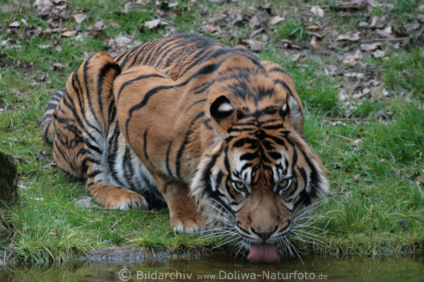 Sumatra-Tiger mit Zunge im Wasser trinken