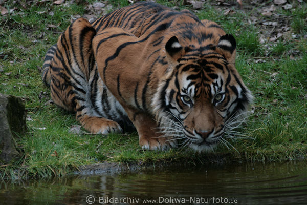 Sumatratiger an Wassertrnke Raubkatzenblick Panthera tigris sumatrae