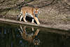 Tiger Foto, Sibirischer Tiger Panthera tigris altaica, Siberian tiger beim Spaziergang & Spiegelung