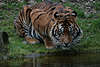 Sumatratiger an Wassertrnke Raubkatzenblick Panthera tigris sumatrae