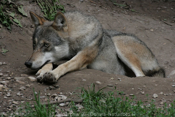 Wolf Canis lupus liegend am Bau