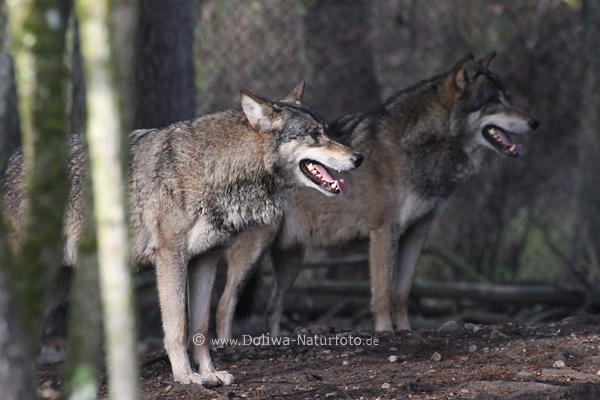 Wolfspaar Portrt Wlfe Duo Canis lupus gezielte Schrfe