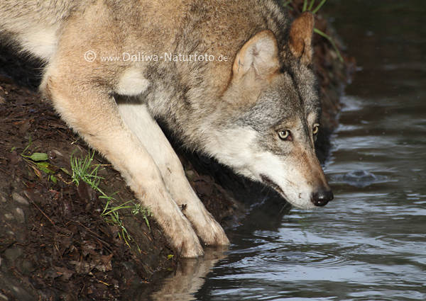 Wolf Canis lupus am Wasser