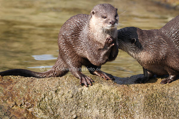 Zwergotter Gebet Hnde zusammen Raubtier Paar Wassermarder