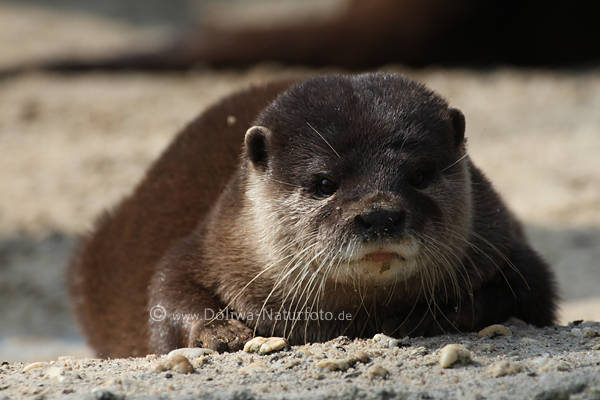 Zwergotter ssse Schnauze Schnurrhaare liegend Wassermarder Raubtier