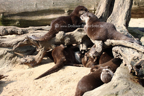 Zwergotter gesellige Wassermarder Gruppe-Raubtiere