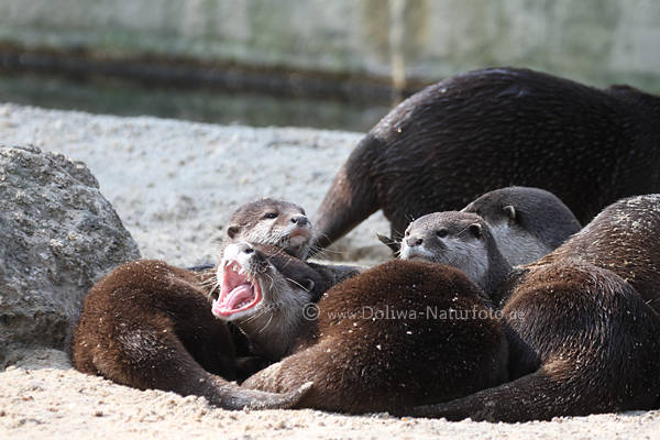 Zwergotter Gruppenfoto gesellige Wasserraubtiere sonnende Wassermarder